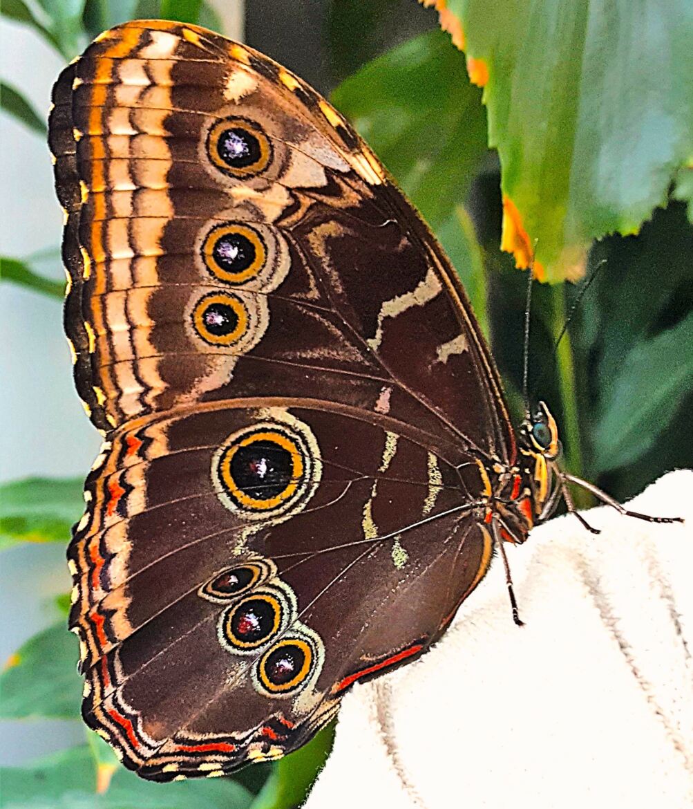 Papillon Marron/jaune