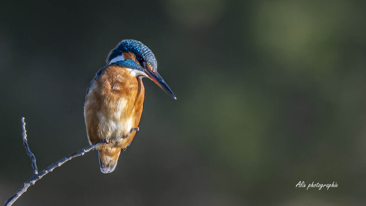 madame martin pêcheur