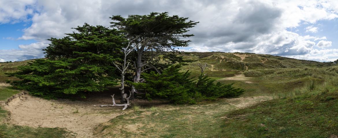 le pin des dunes