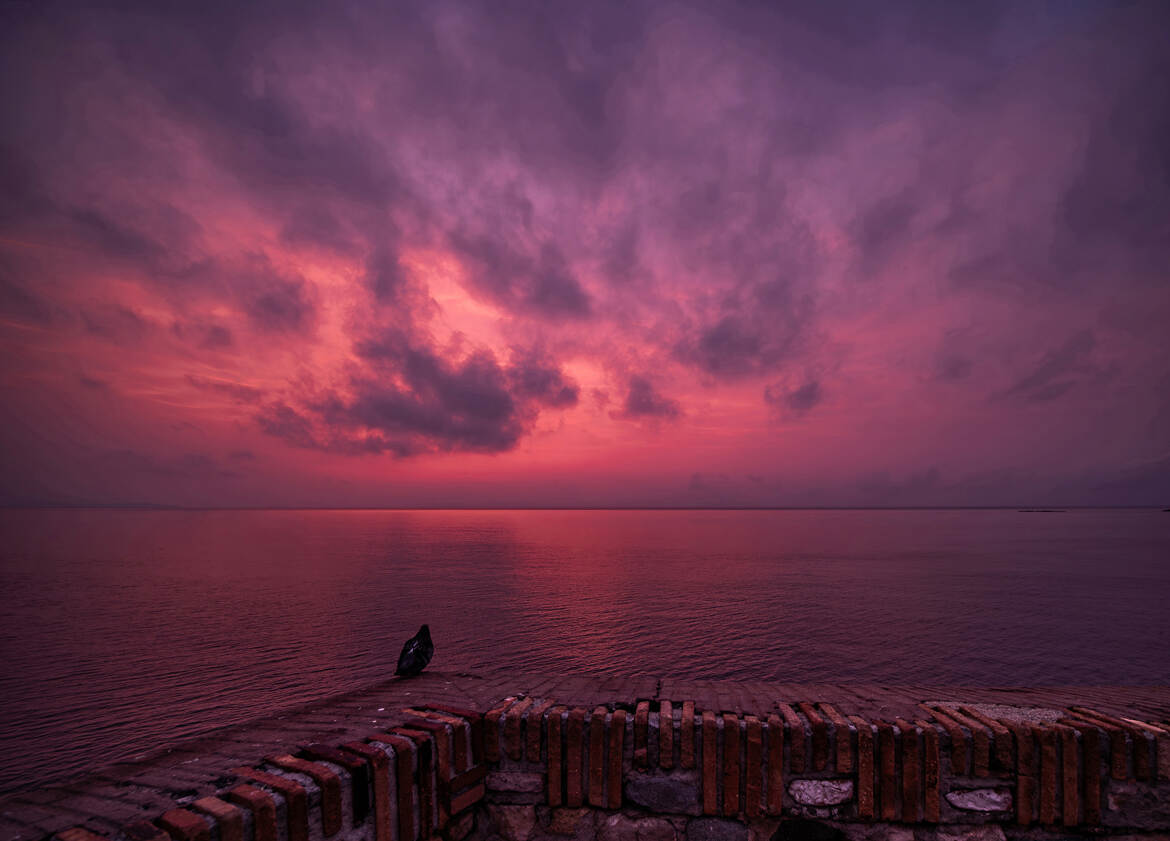 De mémoire de pigeon.......