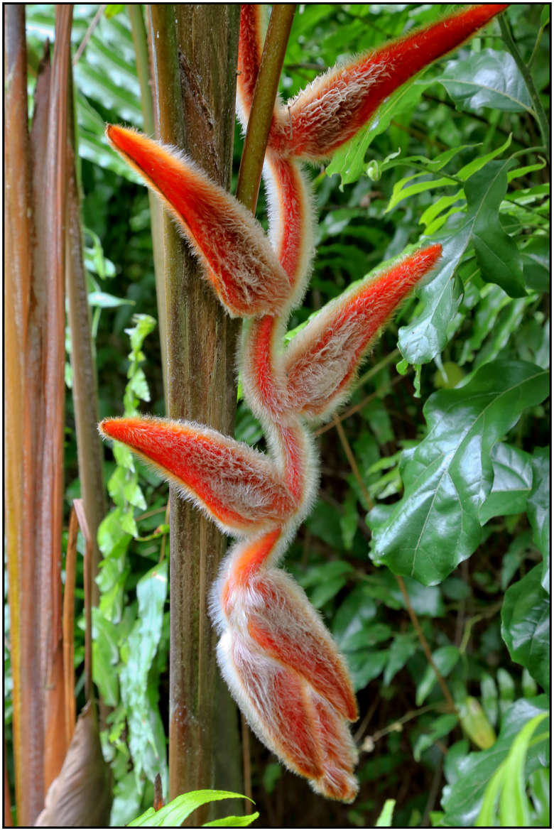 Heliconia vellerigera Poepp