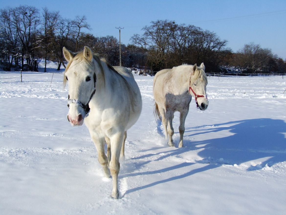 Blanc sur blanc ...