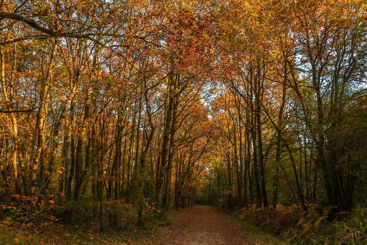 Ombre et lumieres D'Automne