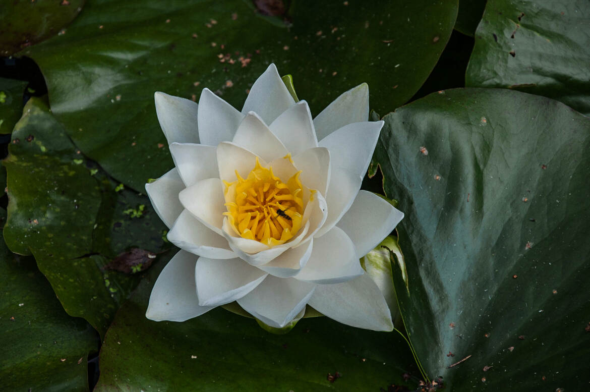 Une belle fleur aquatique