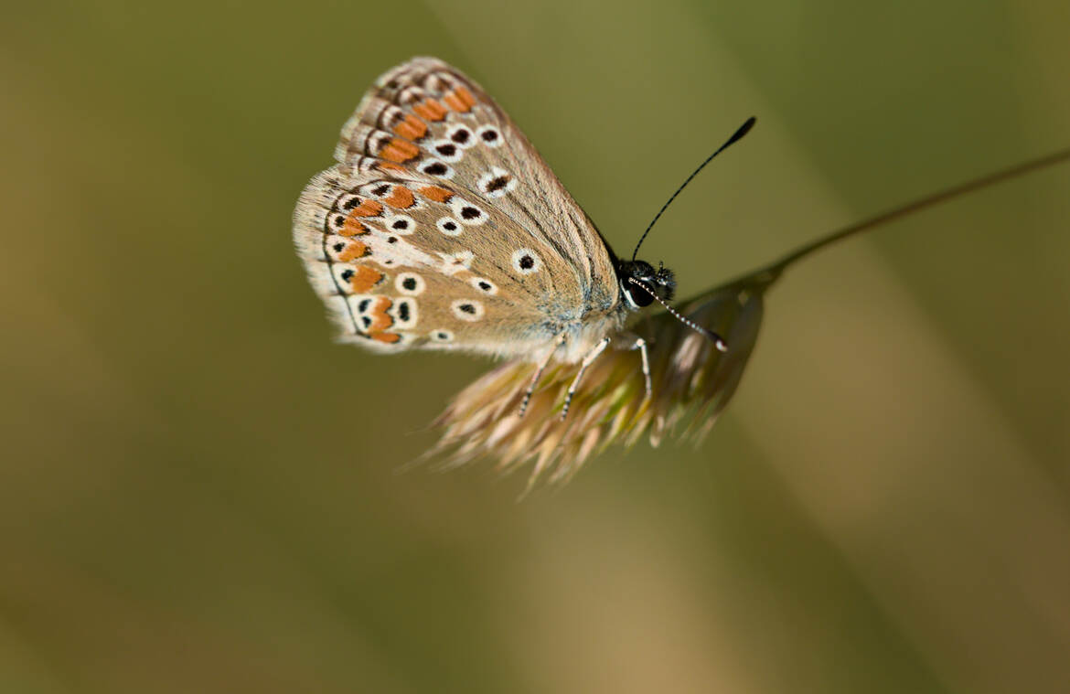 Collier de corail (3)
