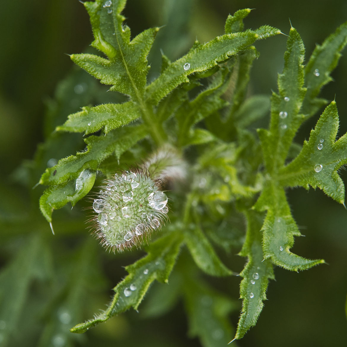 Perles de pluie