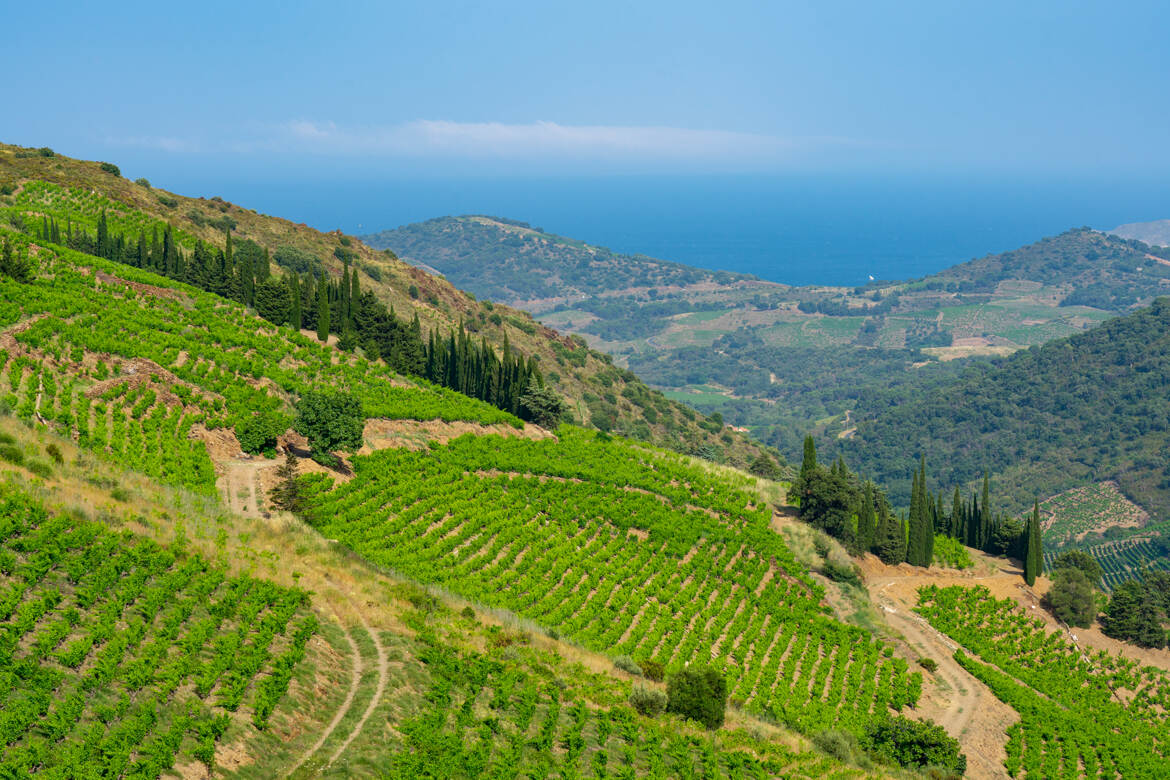 De la vigne à la mer