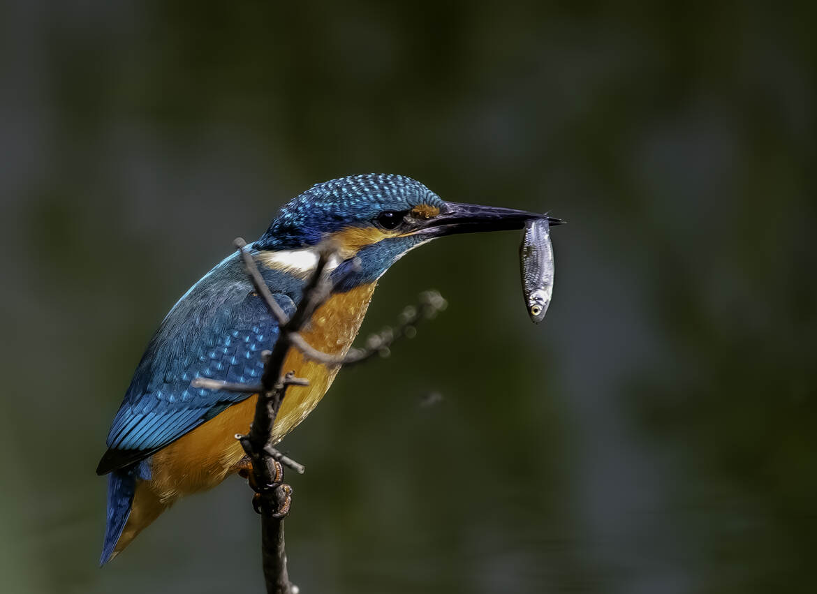 Martin-pêcheur et le petit poisson