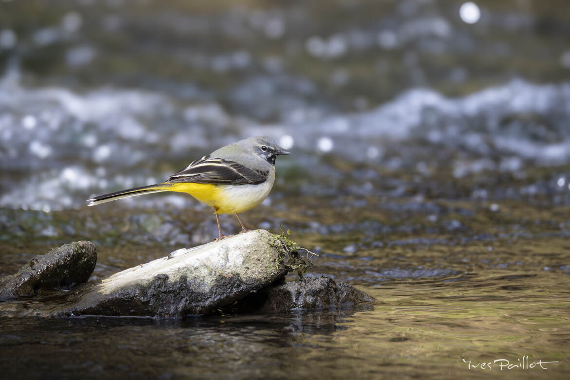 Bergeronnette des ruisseaux