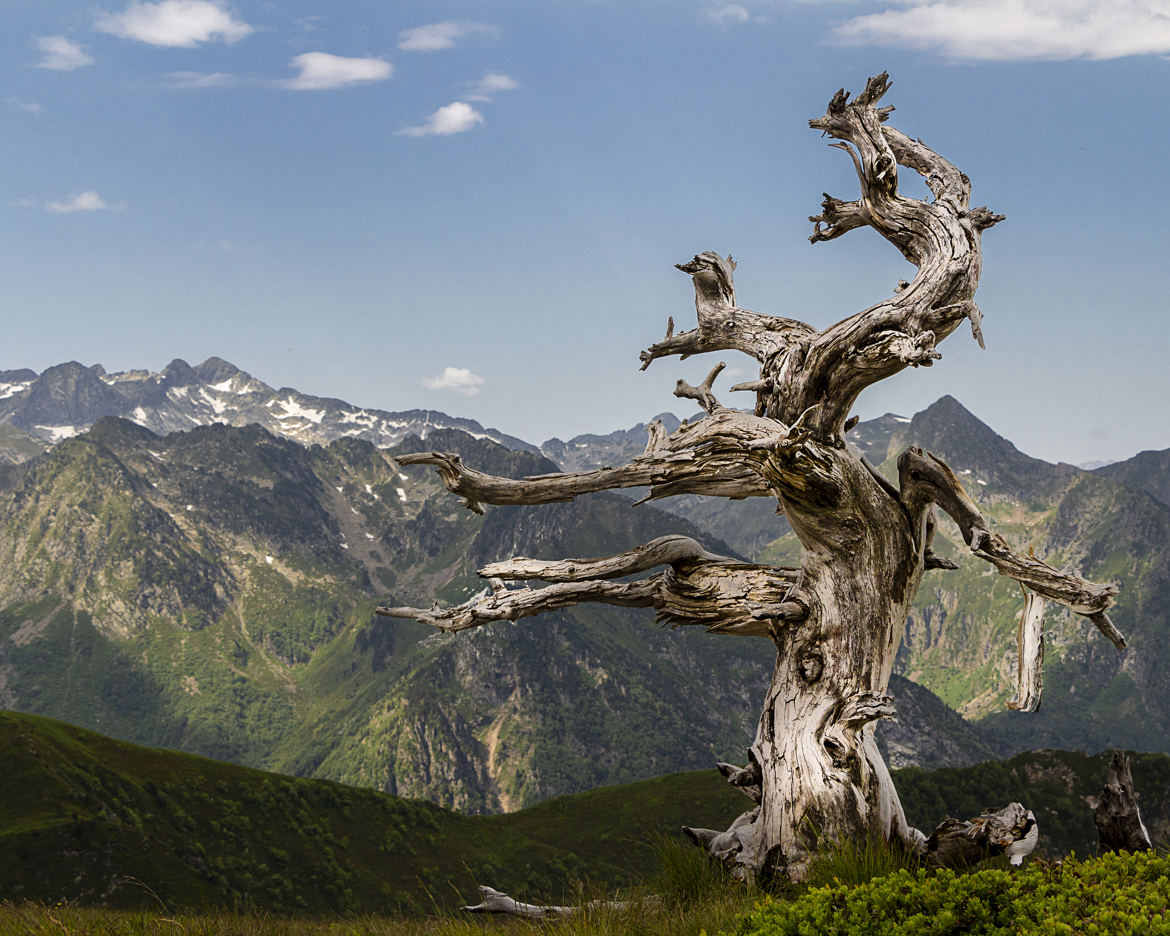 Arbre d'altitude