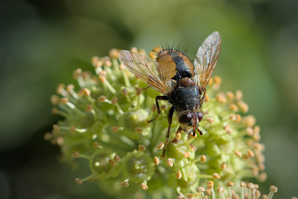 Echinomie à pied roux