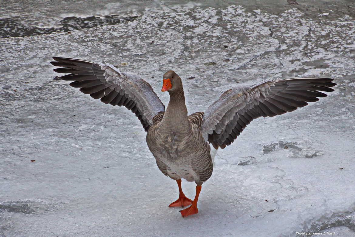 Dancing on ice