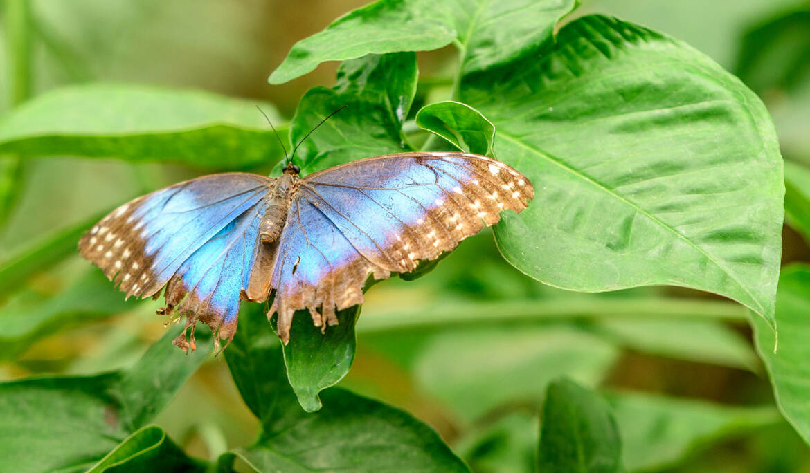 Andalousie, papillon 2