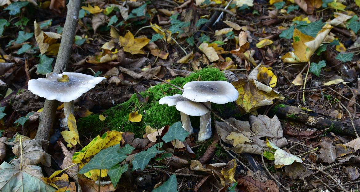 champignons des bois.2