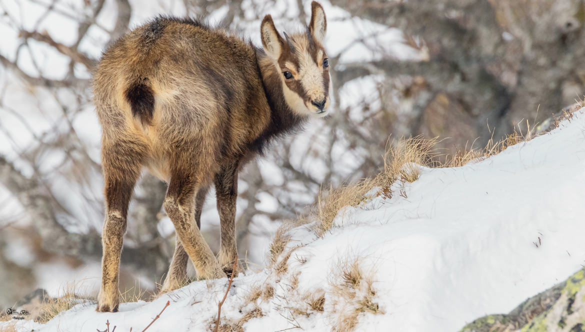 Jeune chamois