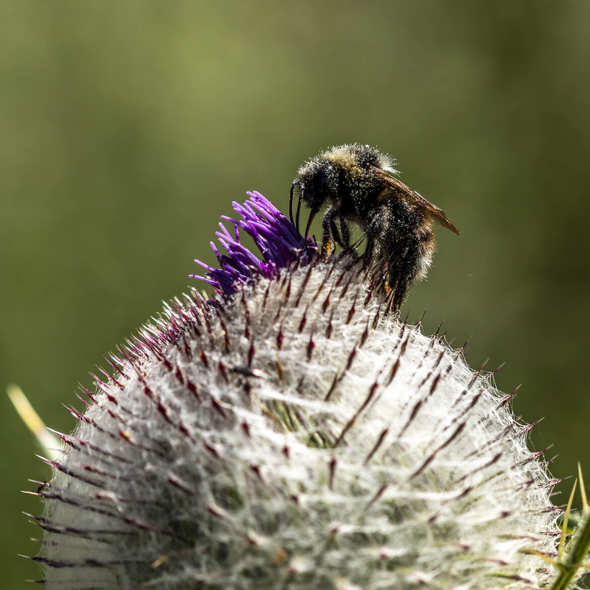 Abeille noire