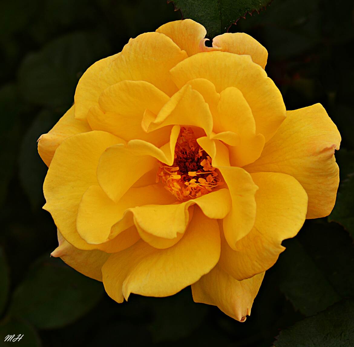 Rose jaune