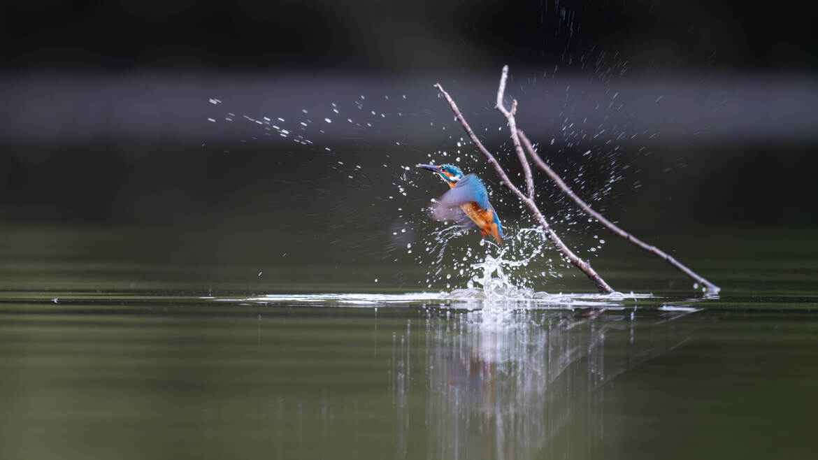 Un éclair bleu sort de l'étang