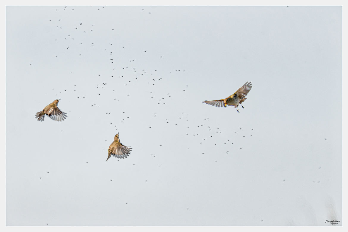 3 pouillots véloce en plein repas