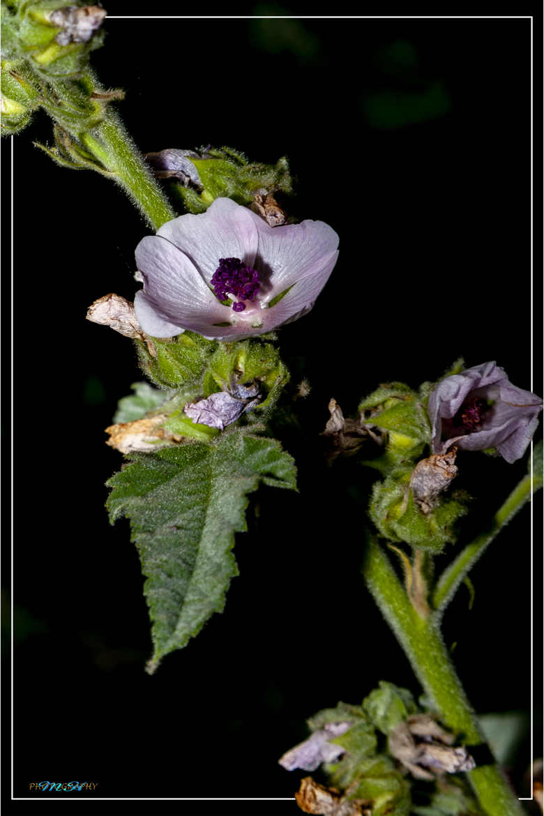 Rose trémière