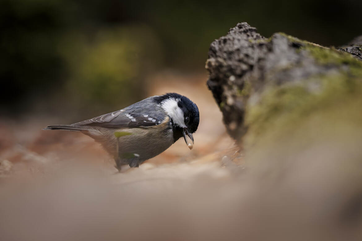 Dans les entrailles de la forêt
