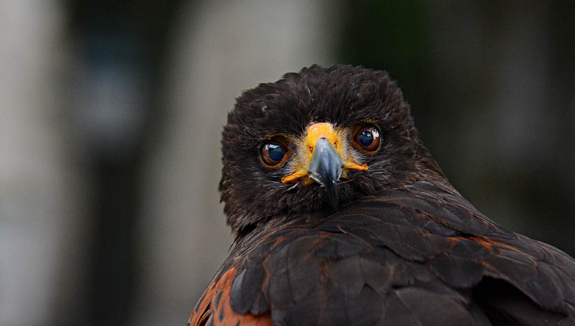 Mon strabisme, c'est mon charme!