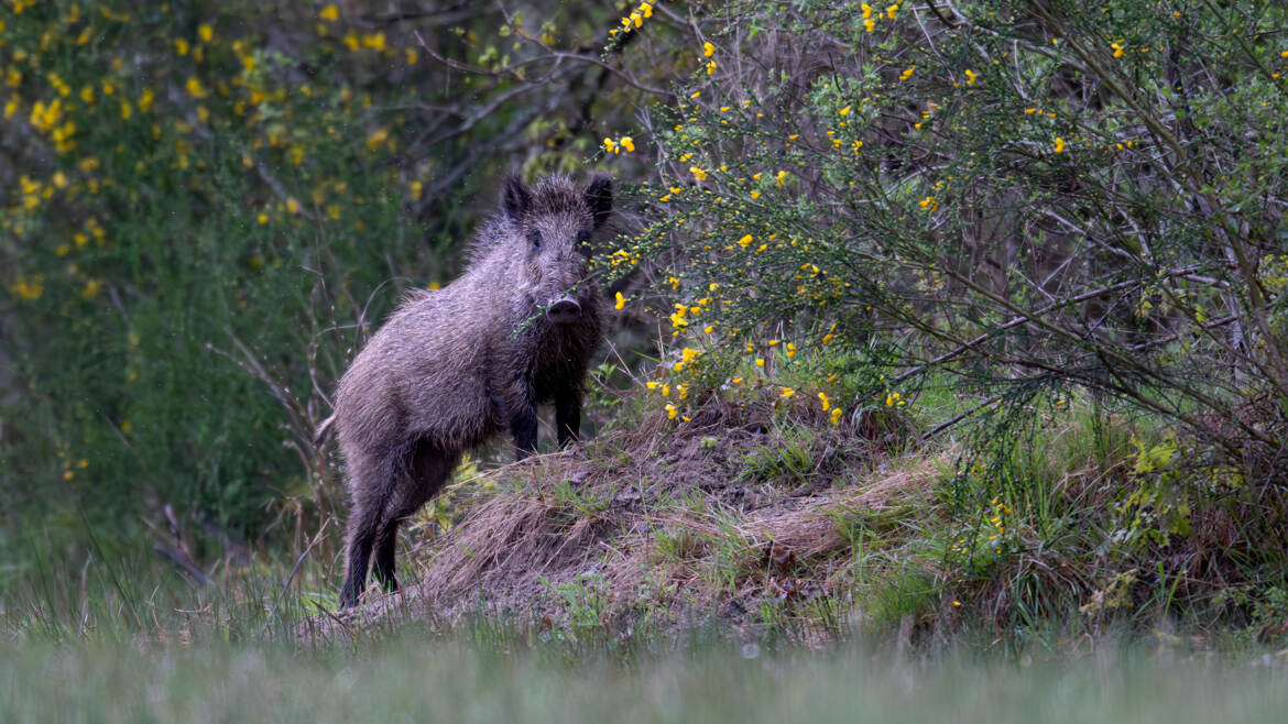 Entre les genêts en fleurs
