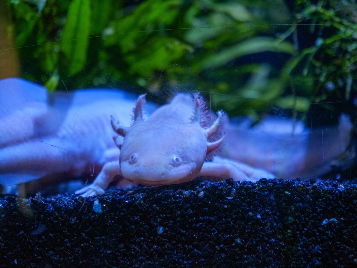 Petit dragon
