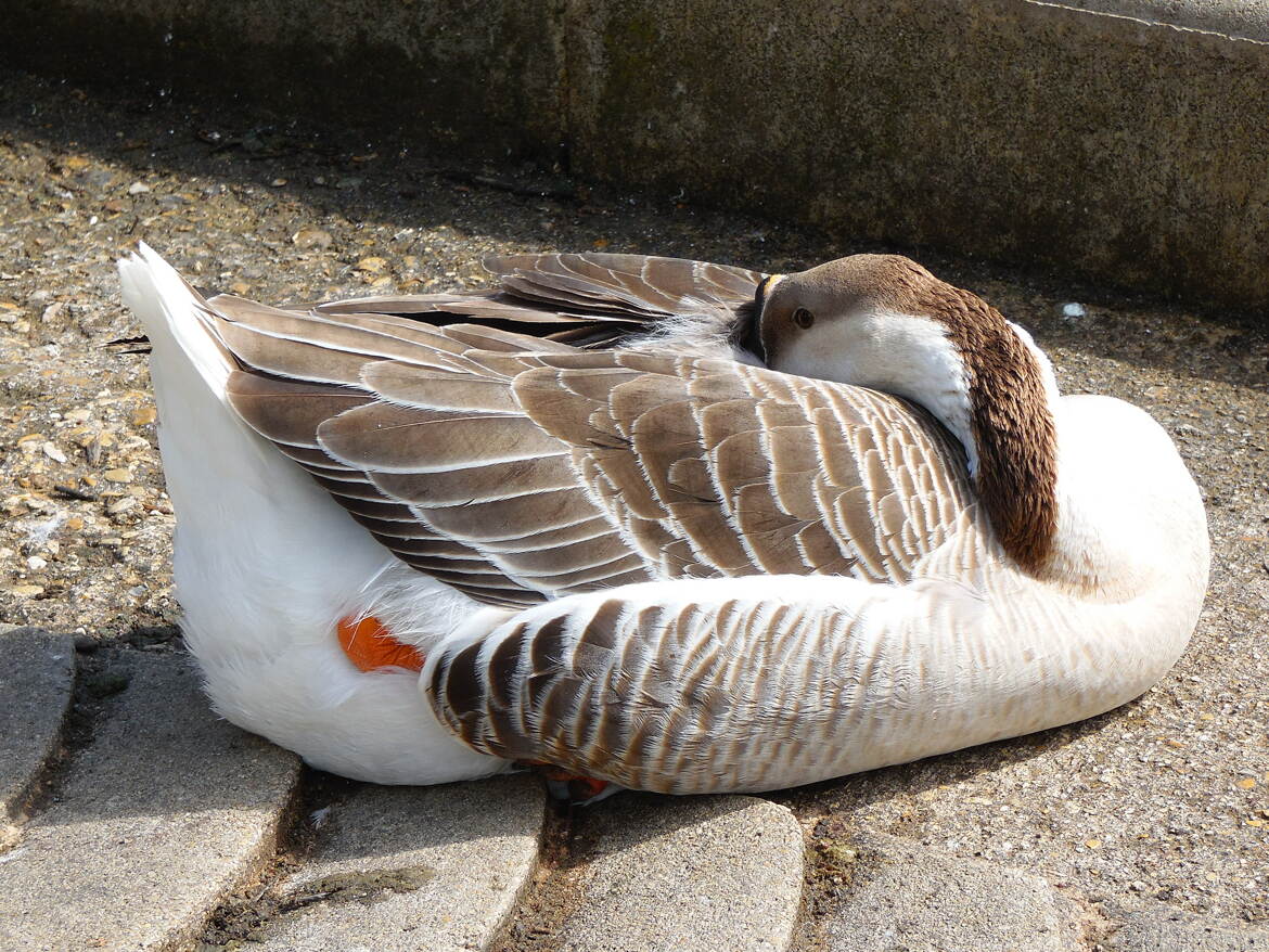 Petit Sieste pour l'oie