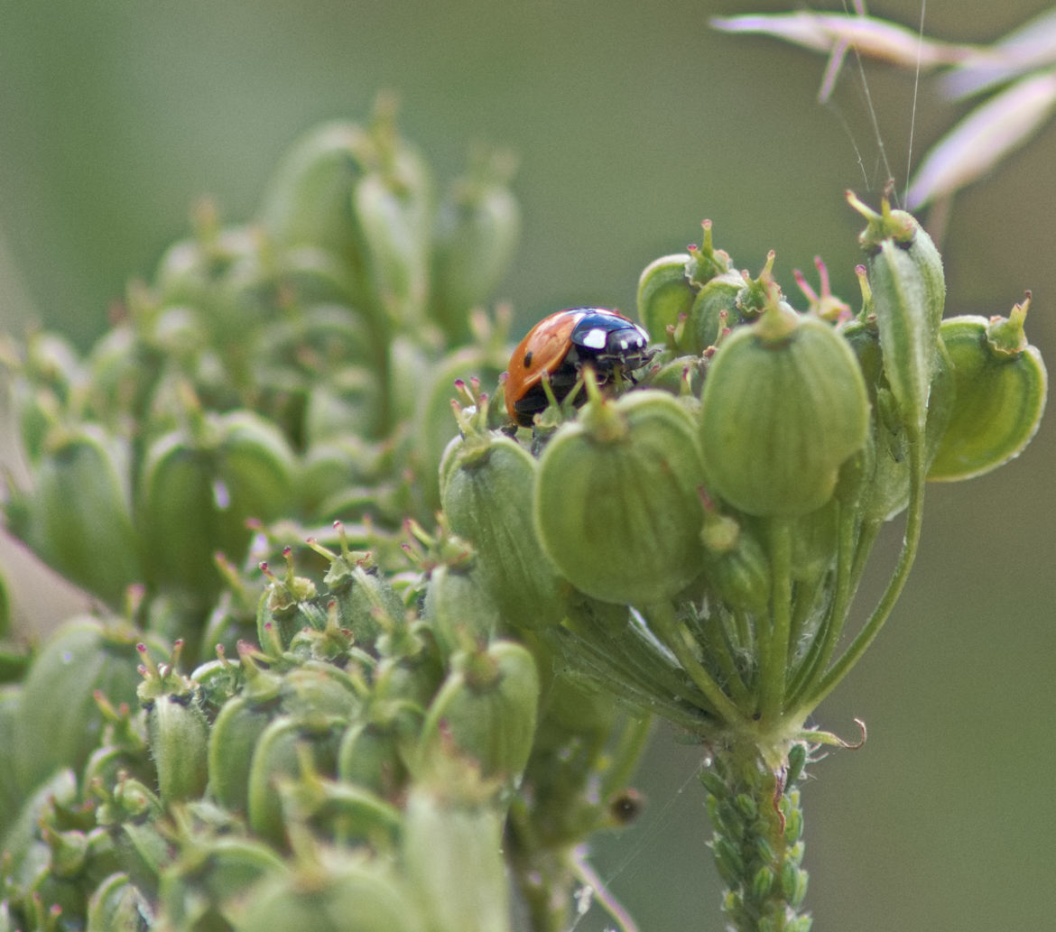 coccinelle