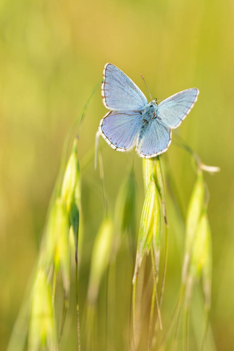 La vie en bleu...