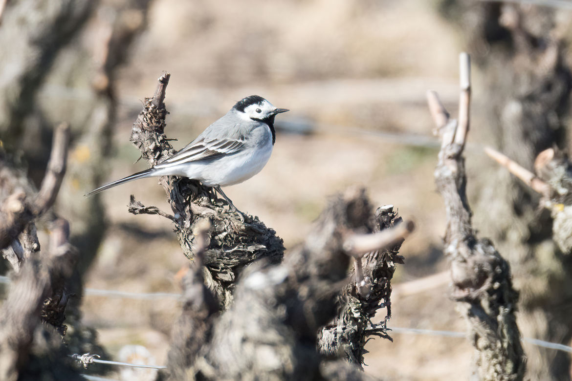 Bergeronnette grise en beaujolais