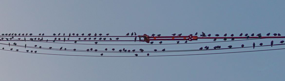 Chants intégrés