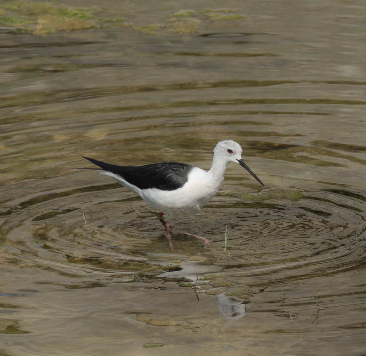 "La quête silencieuse"