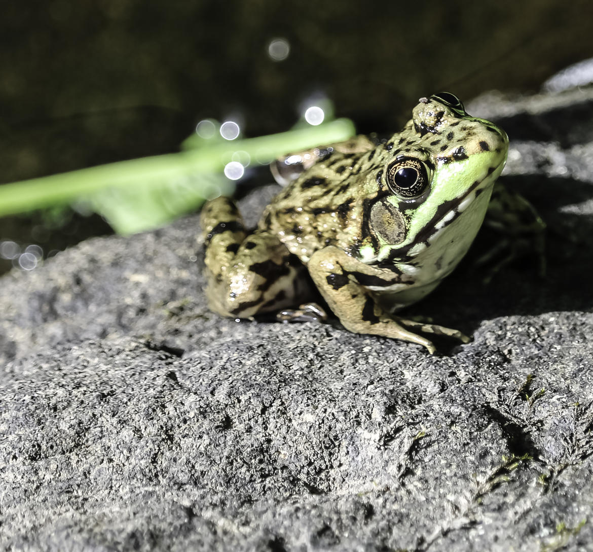 la grenouille