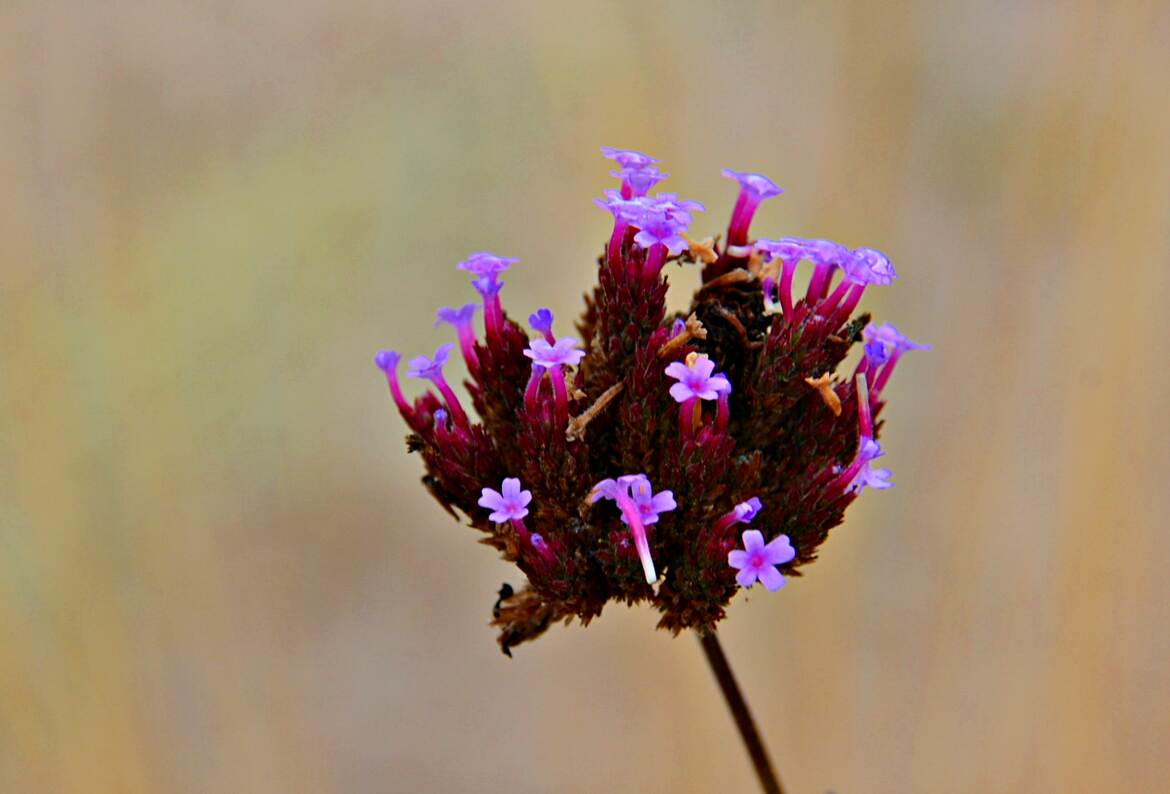 Floraison parsemée