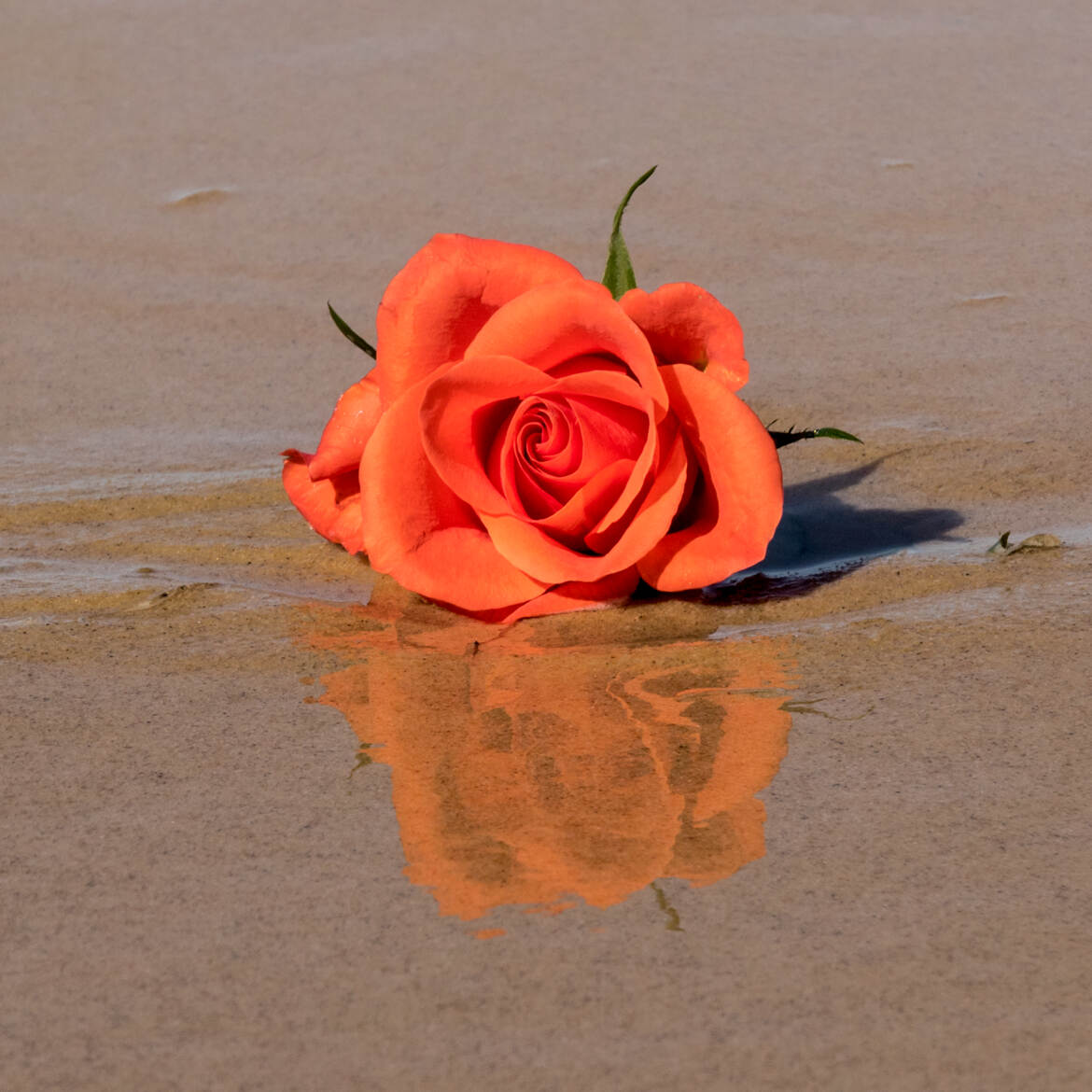 La rose sur la plage