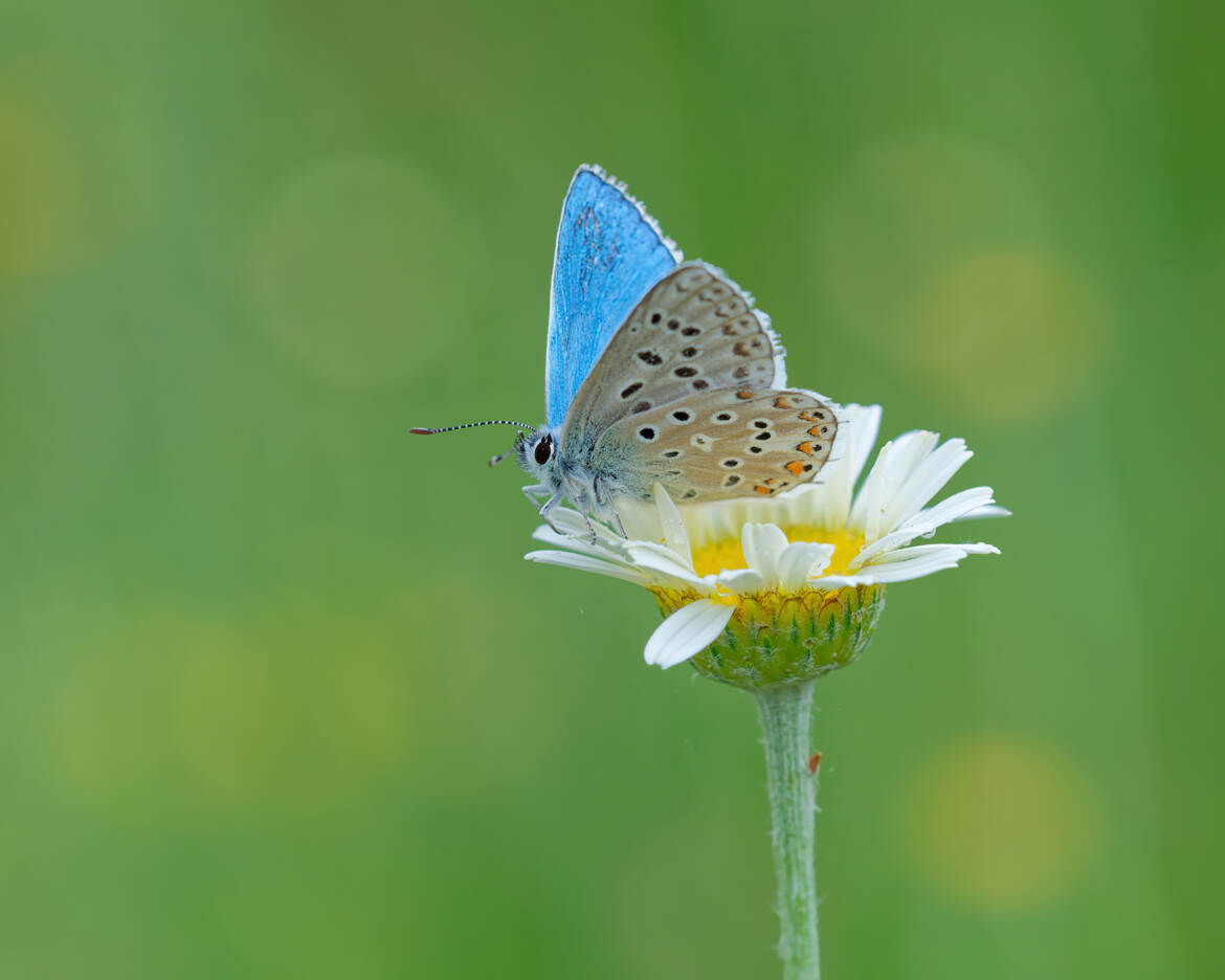 Marguerite et l'argus.