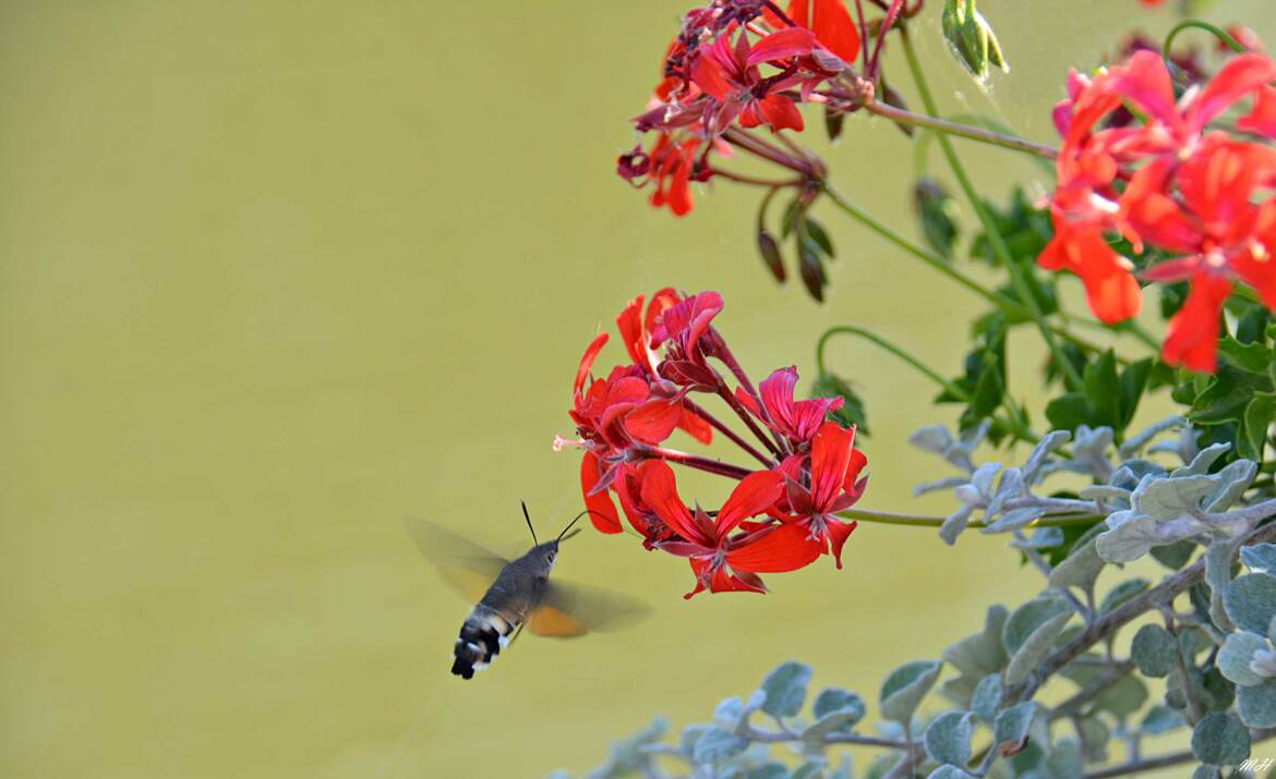 Moro Sphinx et Géranium