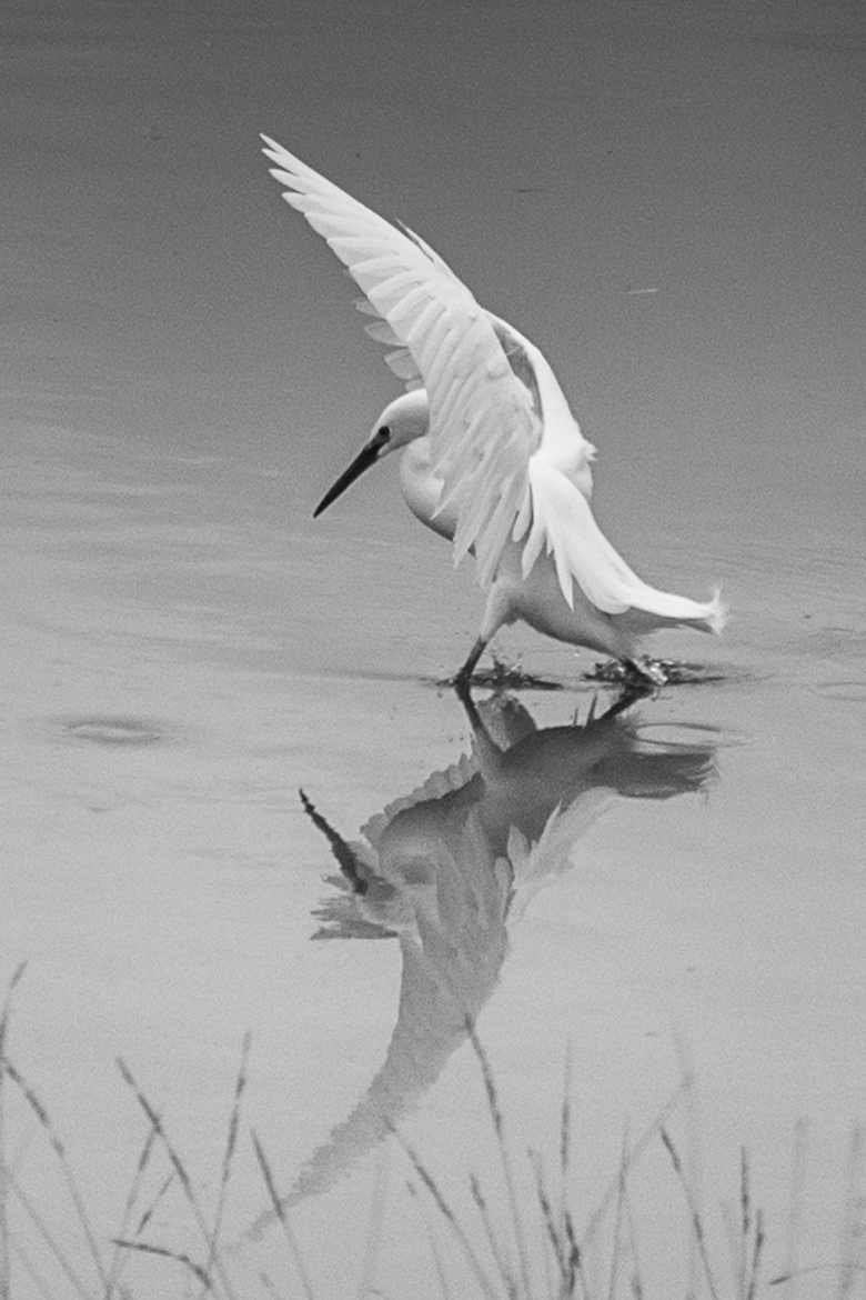 L'Aigrette Garzette