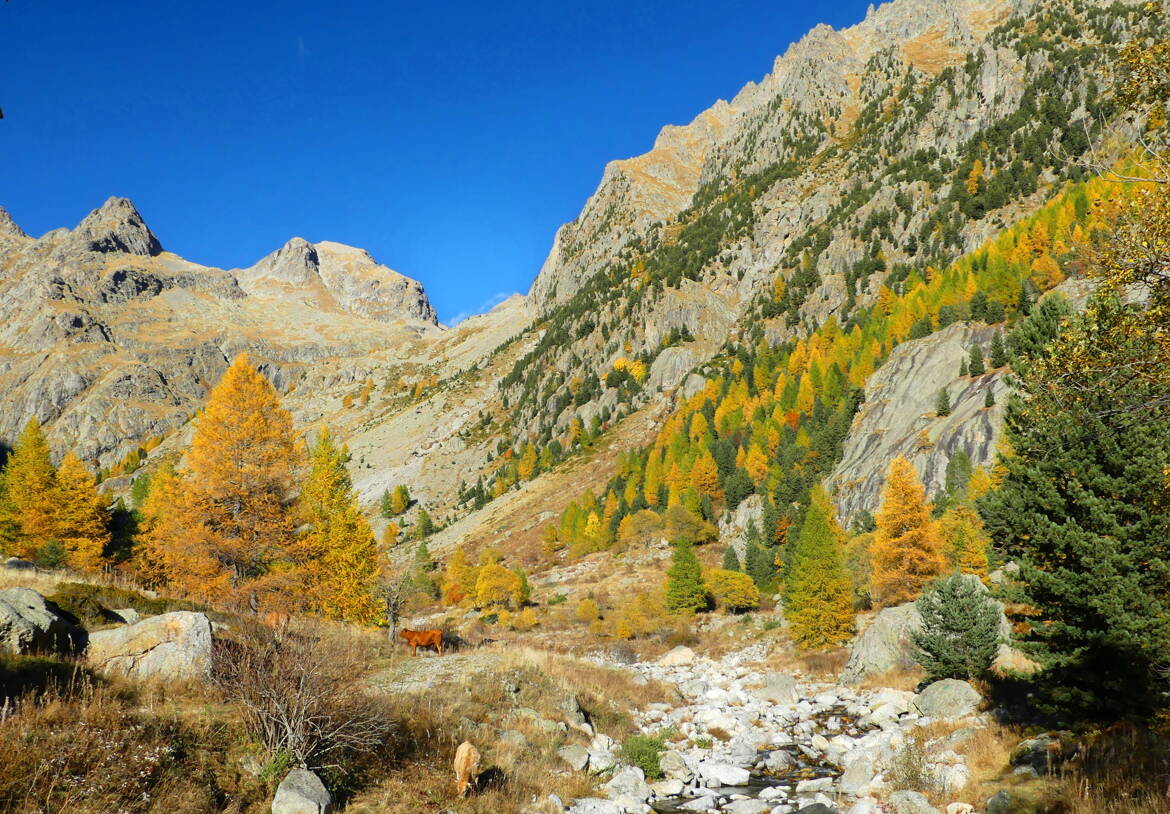 Quand l'automne déploie ses couleurs ...