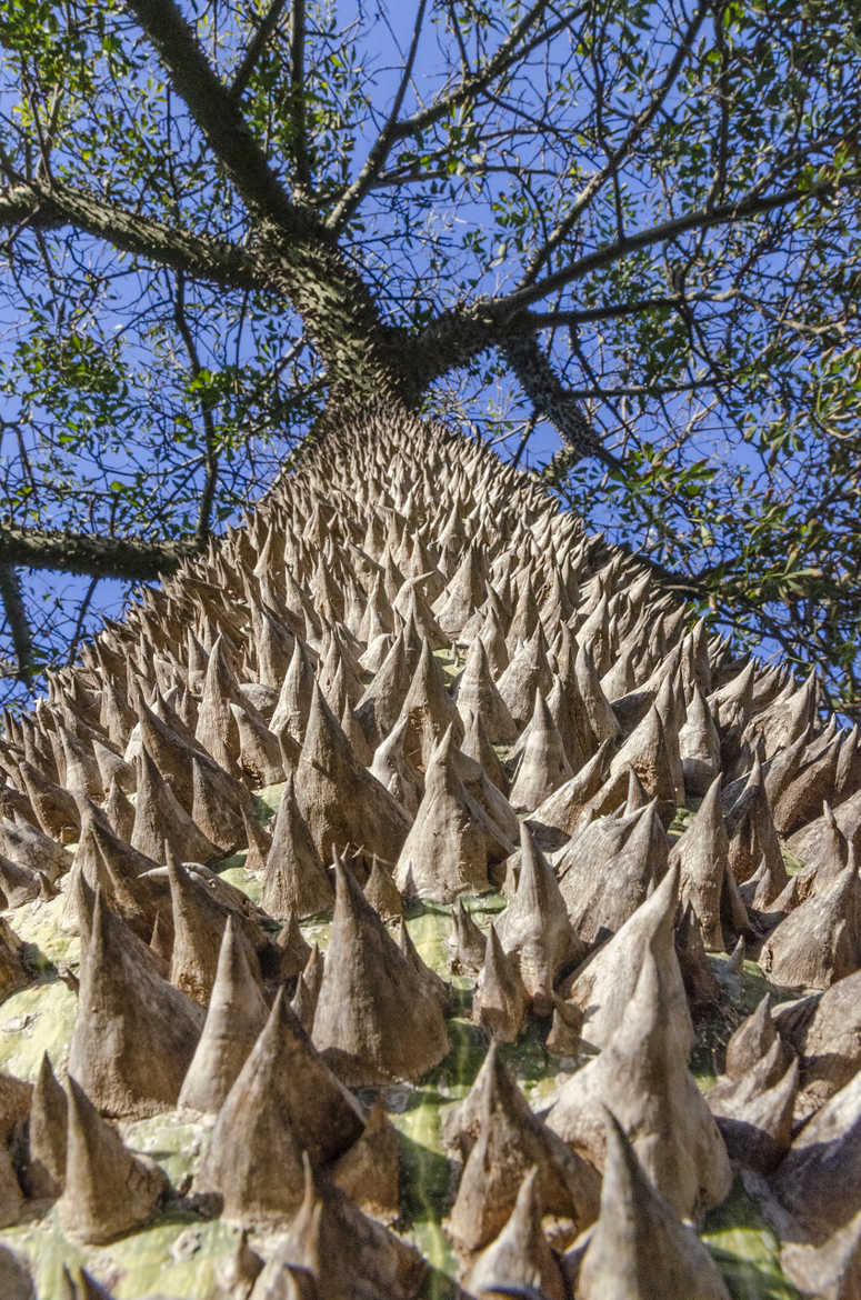 Ceiba spéciosa