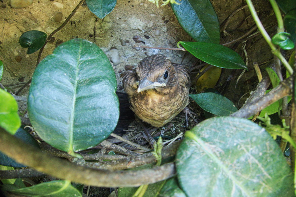 Bébé merle va prendre son envol !!!