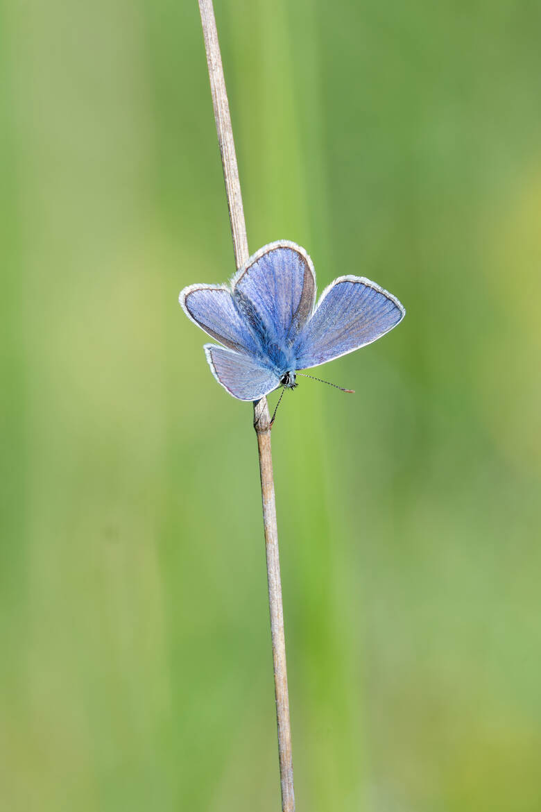 En toute simplicité...