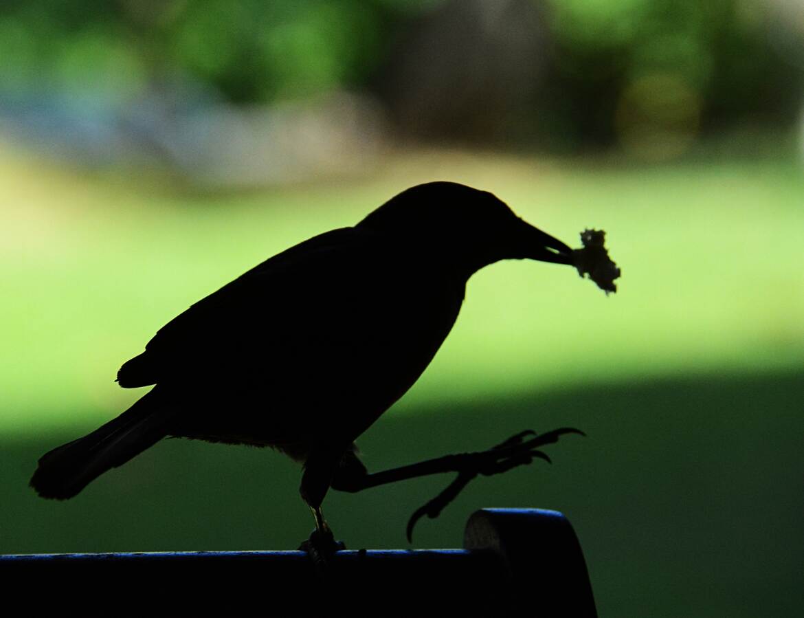 Le Corbeau d'Alfred Hitchcock