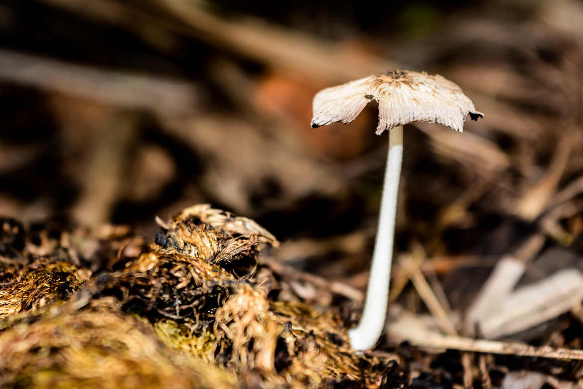 Le vieux champignon