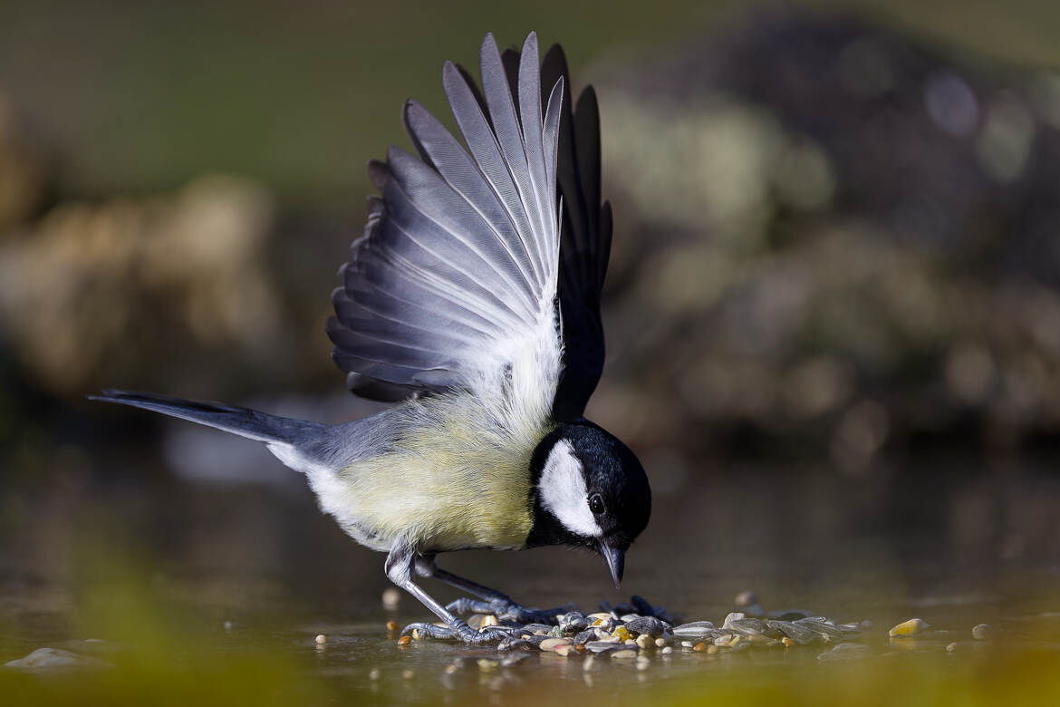 En Hiver, aidons-les