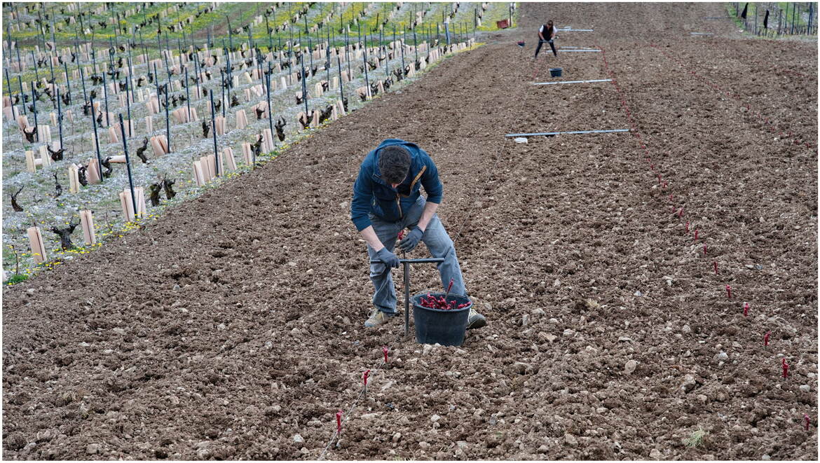 Le planté de vigne