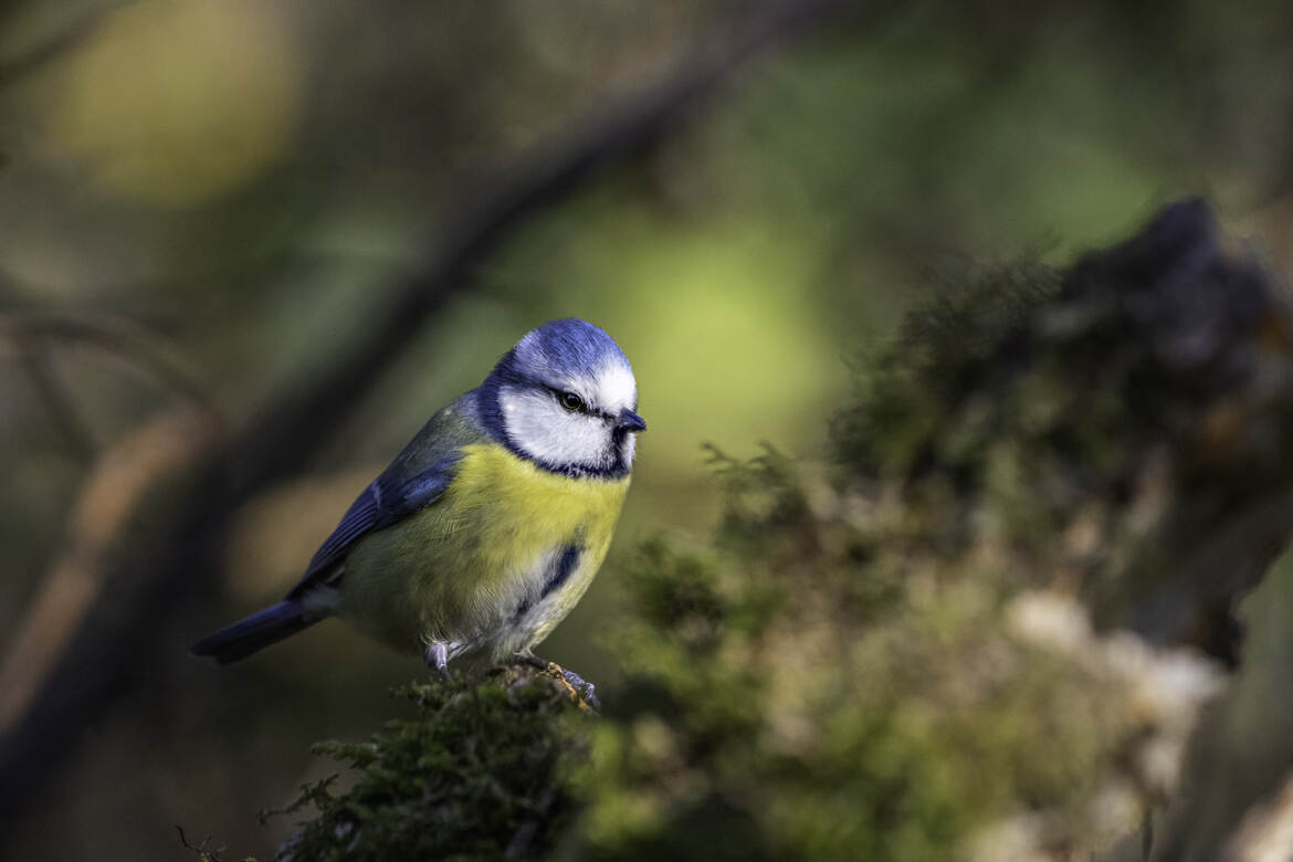 mésange bleue