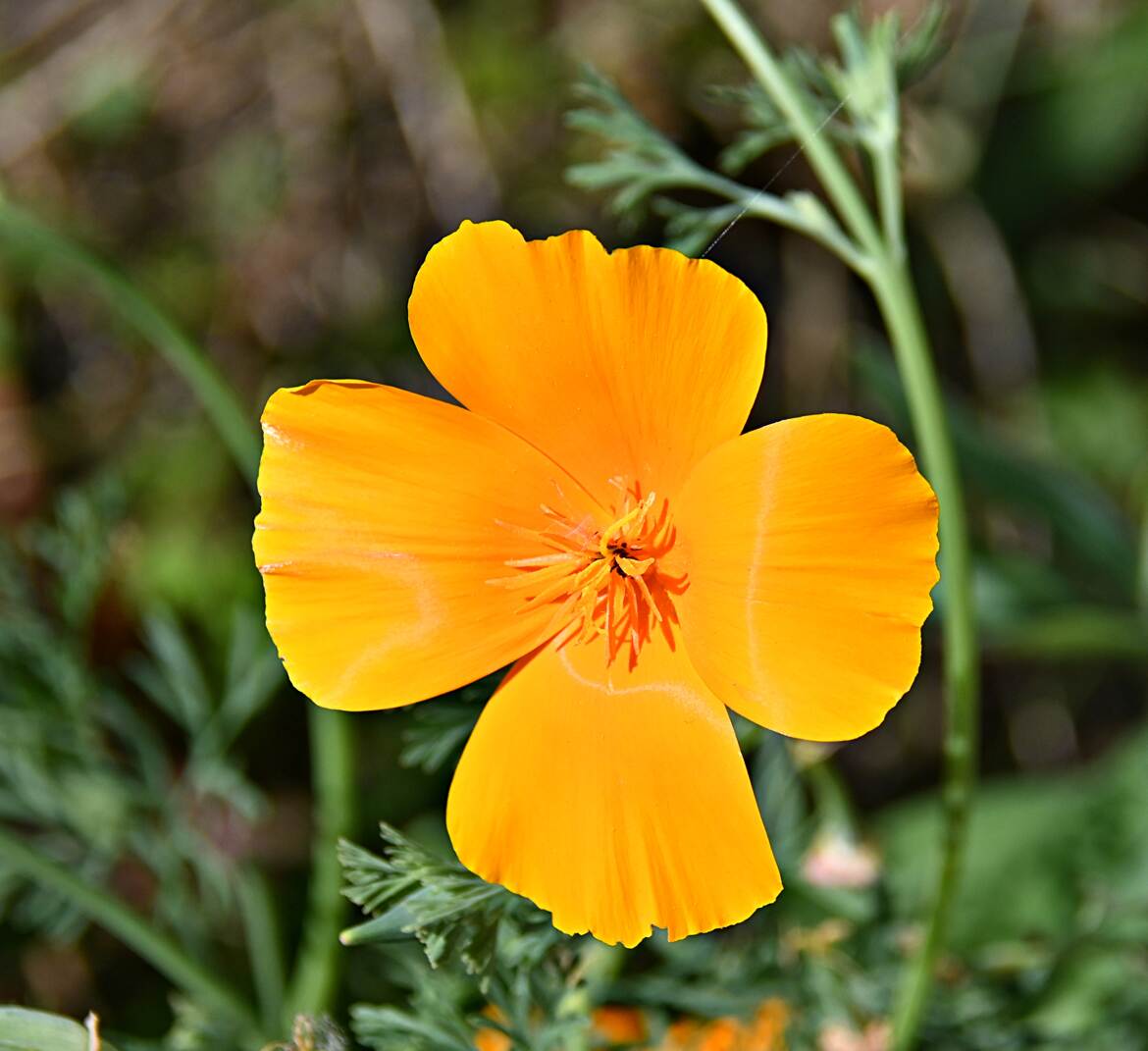 Escholtzia ou Pavot de Californie